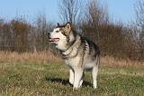 ALASKAN MALAMUTE 825